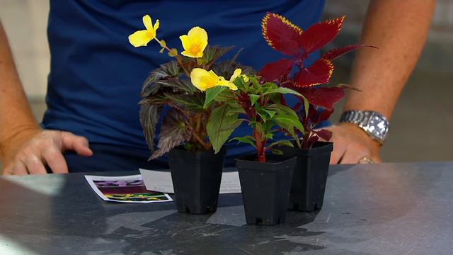 Cottage Farms 3-Piece Coleus, Begonia And Impatiens Shade Garden On QVC