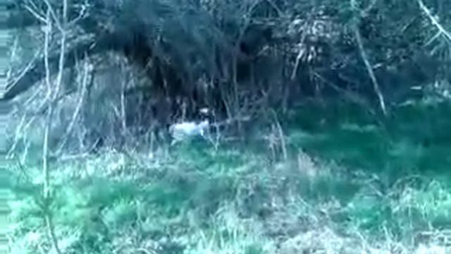 Джек рассел терьер. смотреть онлайн