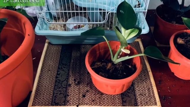 Pink Congo Red Congo, No it’s White Congo Plant | First Repotting Video #Philodendron #RarePlant смотреть онлайн
