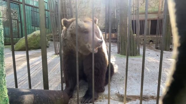Медведица мама зовет мишку папу в гости! смотреть онлайн