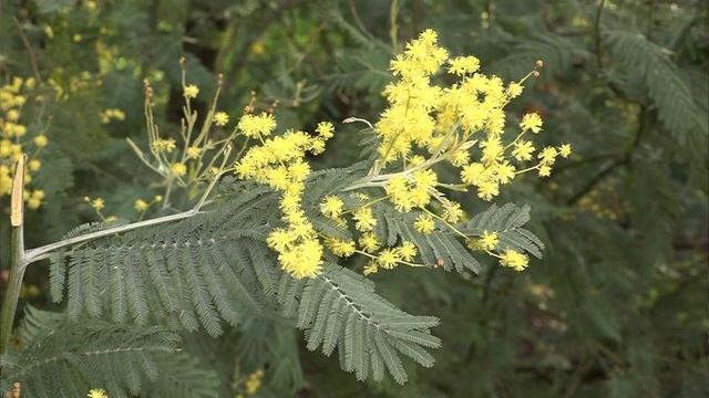 Mimosa - Acacia dealbata смотреть онлайн
