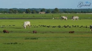 Южная Америка Природные Зоны. Саванны и Редколесья(Льянос и Кампос)