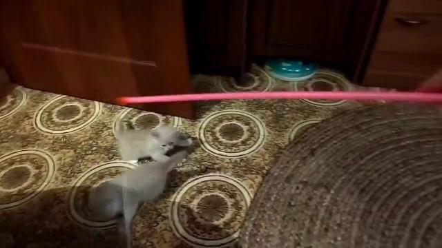 Шотландские вислоухие и прямоухие котята мраморные смотреть онлайн