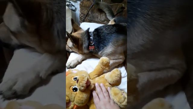 Моя игрушка