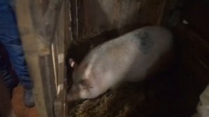 прокалываем железо (седимин) поросятам 4 дня .