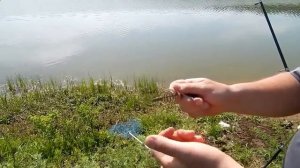 Ловля Толстолобика.Снасти , насадка , приманка / Советы бывалых рыбаков