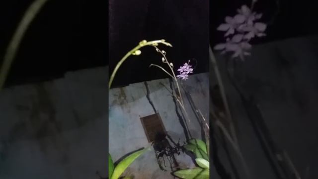 phalaenopsis,Doritis phulsherrina,dendrobium,vanda,cattleya,oncydium, смотреть онлайн