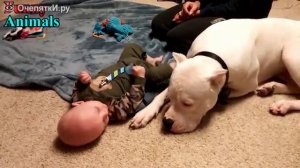 Аргентинский дог играет с детьми 1