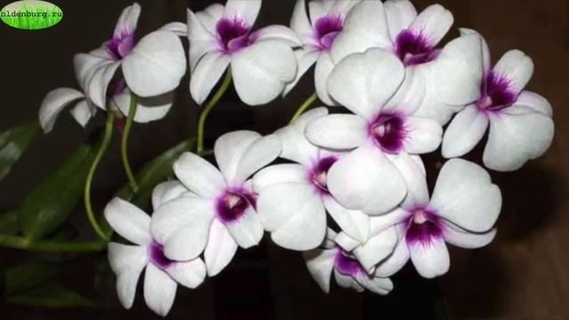 ОРХИДЕЯ ДЕНДРОБИУМ : ПРАВИЛА ВЫРАЩИВАНИЯ #ОРХИДЕИ_ДЕНДРОБИУМ #dendrobium_orchids #oldenburgru#145 смотреть онлайн