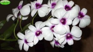 ОРХИДЕЯ ДЕНДРОБИУМ : ПРАВИЛА ВЫРАЩИВАНИЯ #ОРХИДЕИ_ДЕНДРОБИУМ  #dendrobium_orchids #oldenburgru#145