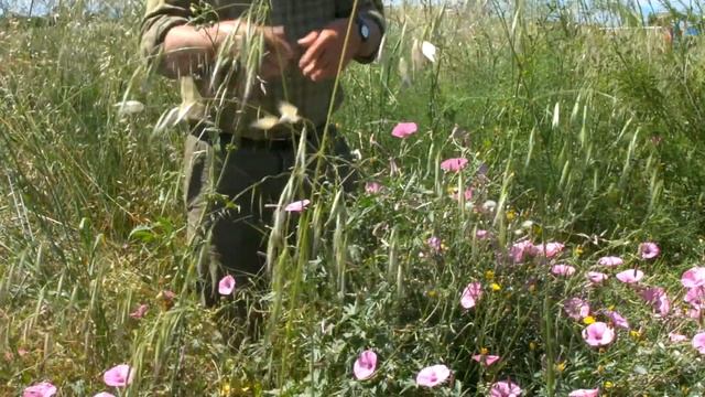 Correhuela Convolvulus arvensis смотреть онлайн