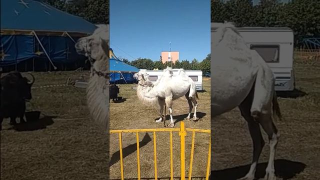 Верблюд кадрид верблюдиху смотреть онлайн