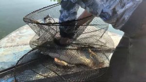 Ловля рыбы на вершу или морду