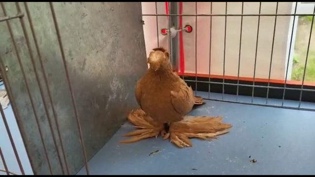 Голуби Германии выставка обзор. Двухчубые голуби. Tauben. Pigeons. Palomas. Pombos. 비둘기. کبوترها.