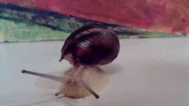 Dance.. Улитка - иннопланетянин ..) смотреть онлайн