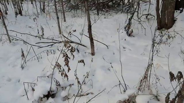 УСТАНОВКА петли на Зайца чтобы на верняка ? смотреть онлайн