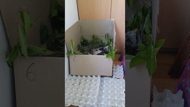 Птенец Ястреба тетеревятник смотреть онлайн