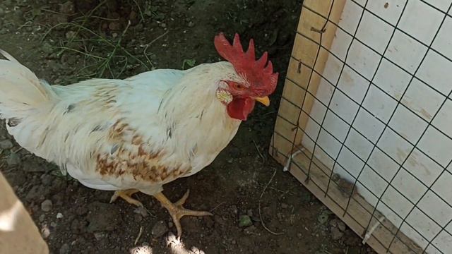 KIŞA HAZIRLIK PART 1-SACDA LEZZETLİ YUFKA NASIL YAPILIR?-GERÇEK YÖRÜK YUFKASI TARİFİ KARA SACDA смотреть онлайн