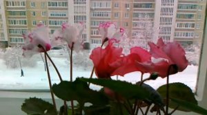 Цикламен персидский особенности выращивания.