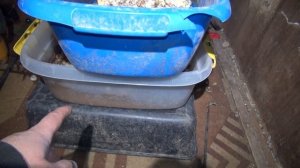 Разведение черной львинки.