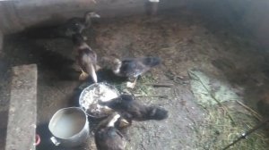 Индоутята как кормить!!! /МУСКУСНАЯ УТКА КОРМЛЕНИЕ ОТ НОЛЯ!//