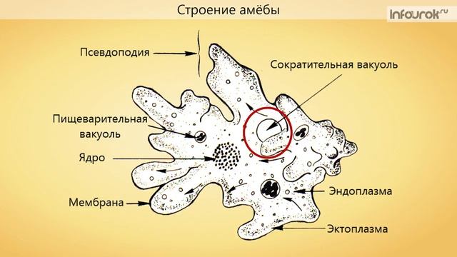 Подцарство Одноклеточные Тип Саркодовые Класс Саркодовые | Биология 7 класс #6 | Инфоурок смотреть онлайн