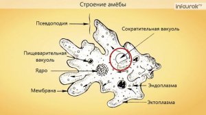 Подцарство Одноклеточные  Тип Саркодовые  Класс Саркодовые | Биология 7 класс #6 | Инфоурок