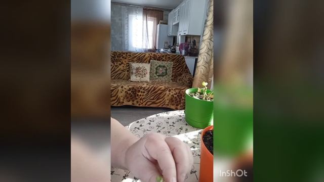 Герань зональная,черенкование,посадка и уход смотреть онлайн