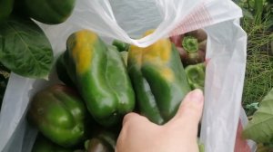 Как определить, набрал перец техническую спелось или нет