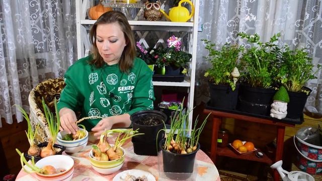 Как прорастить лук на перо и чеснок? 3 способа для выращивания в домашних условиях смотреть онлайн