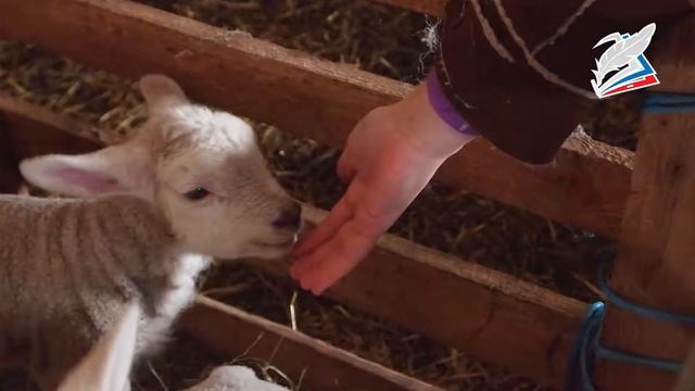 Животноводческая продукция смотреть онлайн