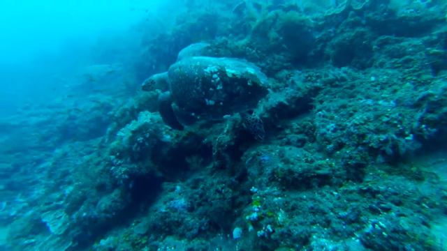 Diving in Bali смотреть онлайн