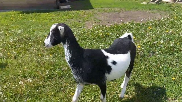 Собираемся в дорогу.Куда уезжает коза ламанча Эля! смотреть онлайн