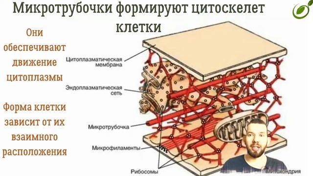Л.15 | НЕМЕМБРАННЫЕ ОРГАНОИДЫ КЛЕТКИ | ОБЩАЯ БИОЛОГИЯ ЕГЭ смотреть онлайн