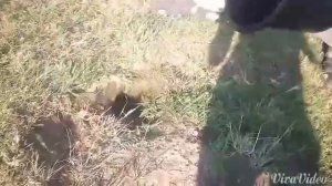 Как вытравить суслика из норы