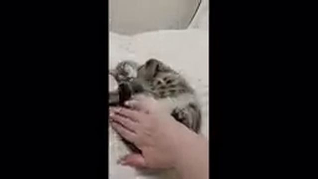 КОШКА -АНГЕЛ))) ДОМАШНИЙ ВЛОЖЕК.