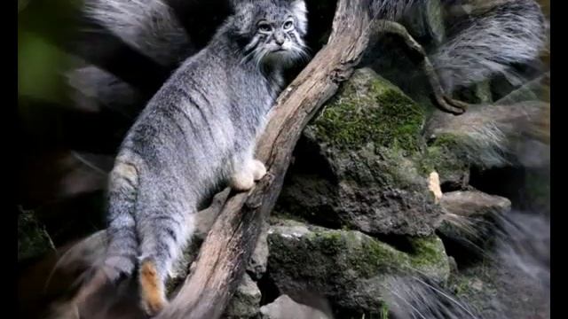 МАНУЛ ДИКИЙ КОТ смотреть онлайн