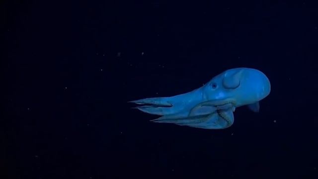 Морские Монстры, Которые Опаснее Мегалодона смотреть онлайн