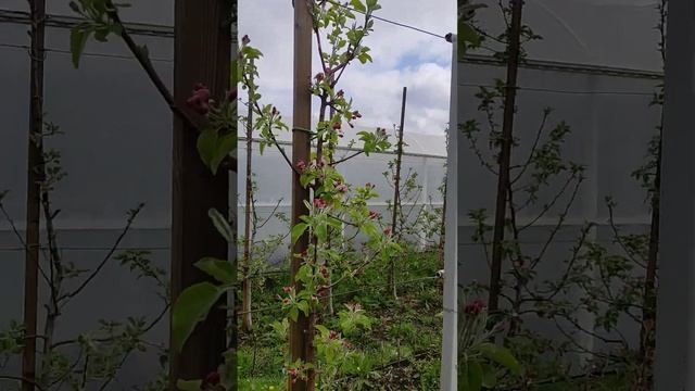 Закладка цветочной почки у яблони Пинова. смотреть онлайн