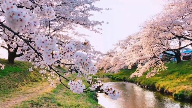 Лечебная музыка _Утренний релакс _Весеннее настроение. Расслабляющая музыка смотреть онлайн