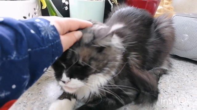 Опасно ли растение для кошки? #catlover #cutekitty #cute#орхидеи #растения #комнатныерастения #