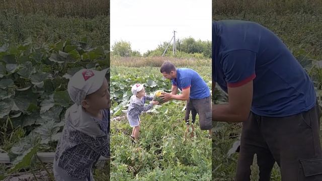 Арбуз с желтой мякотью (Зелибоба) смотреть онлайн