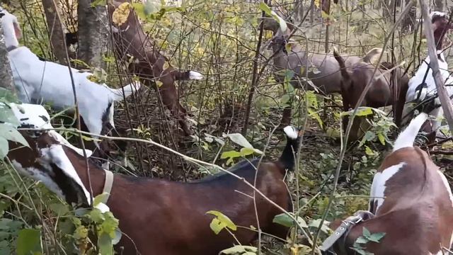 ОНА ПОПРОБОВАЛА СМЕТАНУ И УДИВИЛАСЬ