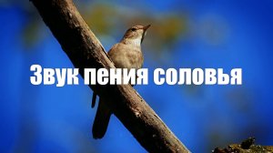 Звук пения соловья для исцеления