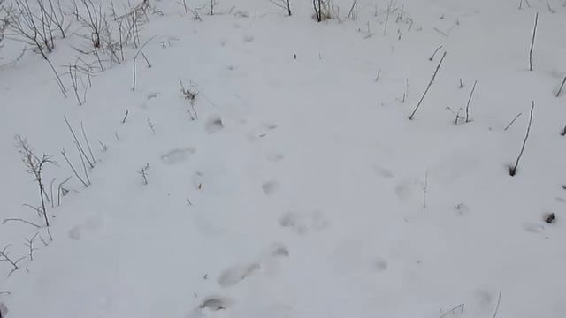 Посадка в снег косточек абрикоса, алычи, семечек яблони и груши смотреть онлайн