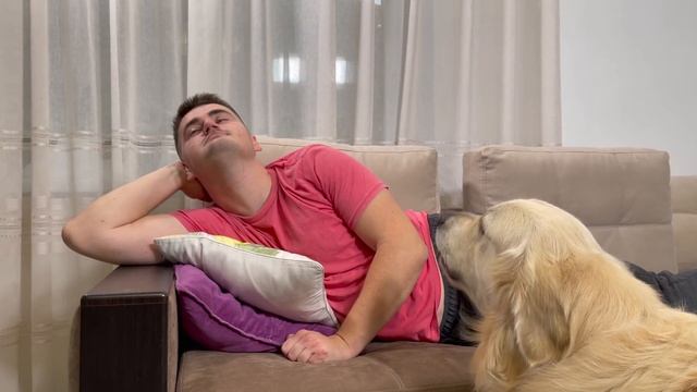 Never Ignore a Golden Retriever! смотреть онлайн