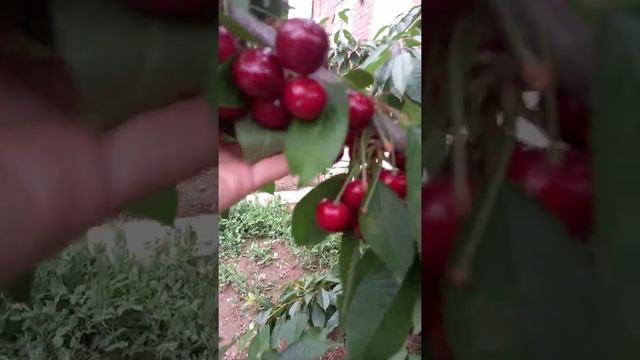 мой сад и огород , вкуснейшая черешня , летом смотреть онлайн