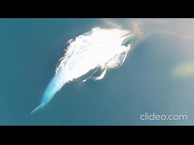 КИТ - НК смотреть онлайн