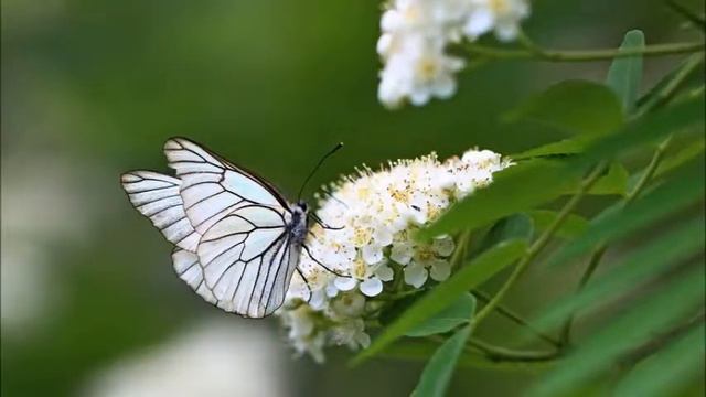 Природа смотреть онлайн