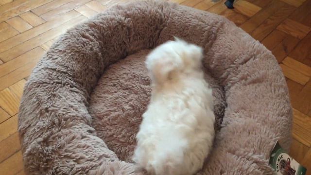 Недвижимость Лаки! смотреть онлайн